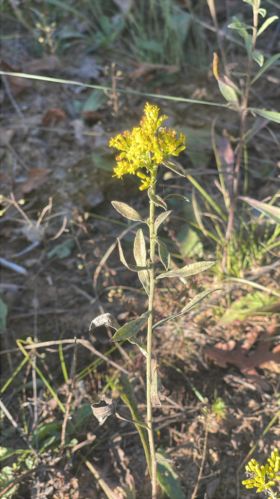 Solidago