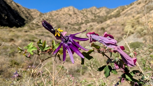 Passiflora umbilicata, photograph 1