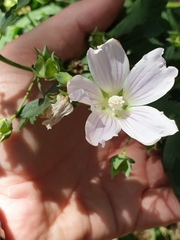 Malva preissiana