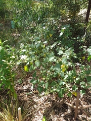 Malva preissiana