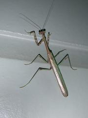 Mantidae