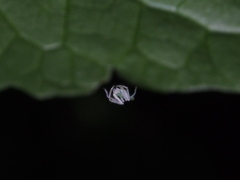 Tetragnatha squamata