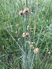 Juncus australis
