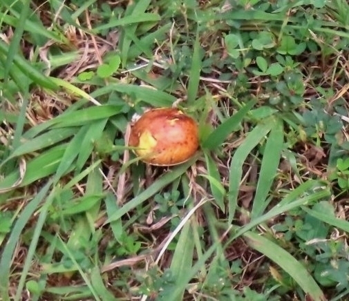 Suillus granulatus · October 2025 · photo: © mami_t_t (iNaturalist, cc-by)