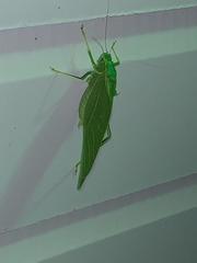 Microcentrum rhombifolium