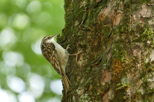 Agateador europeo (Certhia brachydactyla)