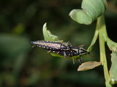 Rhinotia lineata