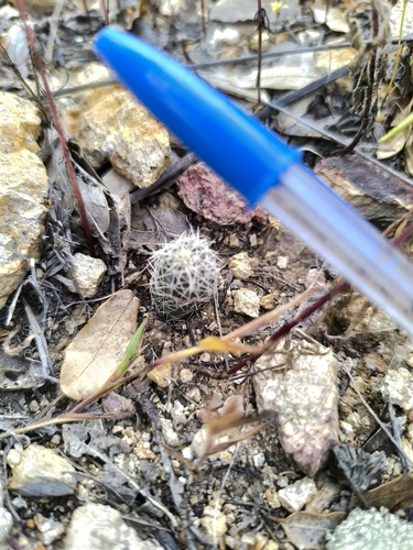 Echinocereus palmeri