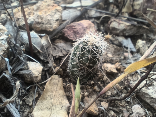 Echinocereus palmeri