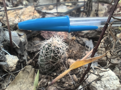 Echinocereus palmeri