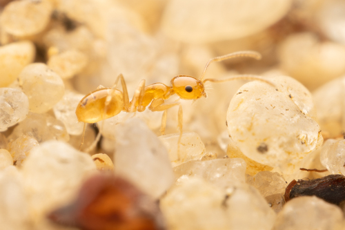 Melophorus ludiusMelophorus ludius