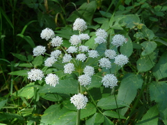 Cicuta douglasii