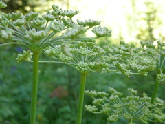 Cicuta douglasii