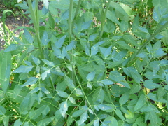 Cicuta douglasii