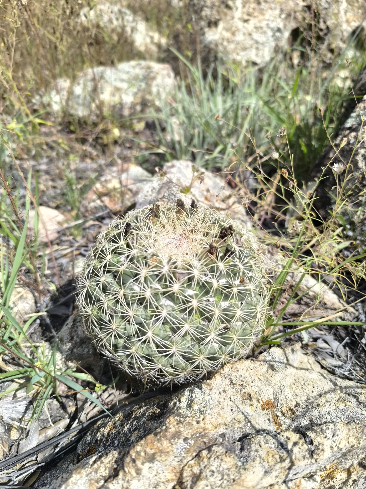 Coryphantha compacta