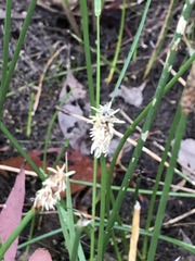 Eleocharis acuta