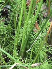 Myriophyllum simulans