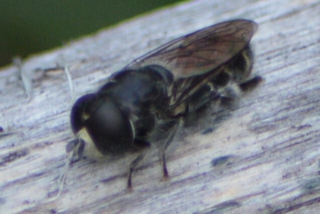 Eumerus lugens