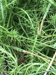 Myriophyllum simulans