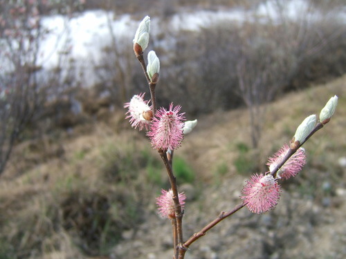 Salix krylovii