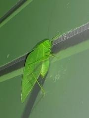 Microcentrum rhombifolium