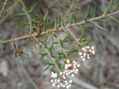 Platysace ericoides