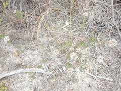 Platysace ericoides