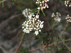 Platysace ericoides