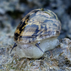 Neritoidea