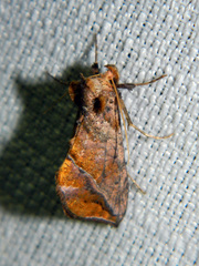 Pseudeva purpurigera