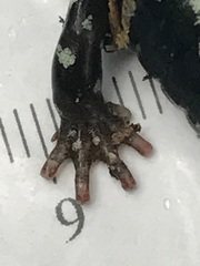 Aneides flavipunctatus