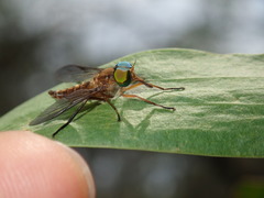 Caenoprosopon