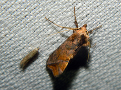 Pseudeva purpurigera