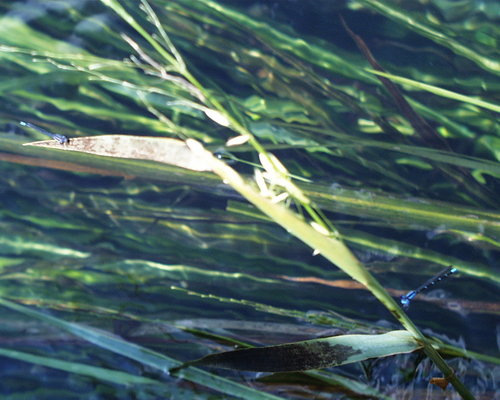 Image of Zizania texana by (c) Clifton Ladd, C.W.B., some rights reserved (CC BY)