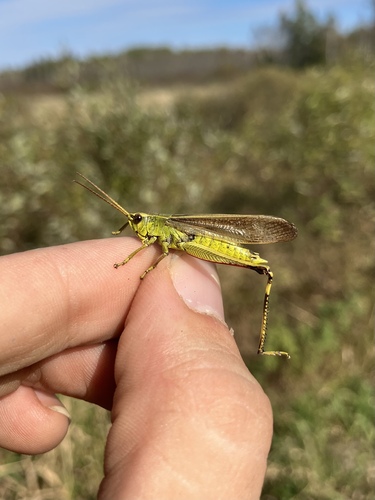 Graceful Sedge Grasshopper photo 3