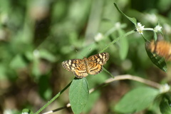 Anthanassa frisia