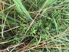 Ranunculus amphitrichus