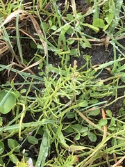 Myriophyllum simulans