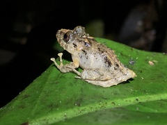 Pristimantis labiosus