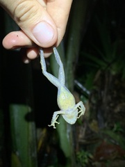 Pristimantis labiosus