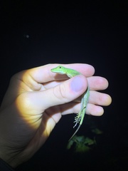 Anolis gemmosus