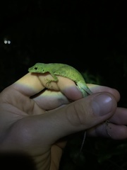 Anolis gemmosus