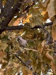 Streptopelia decaocto