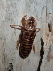 Telmapsalta hackeri