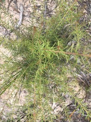 Acacia brownii