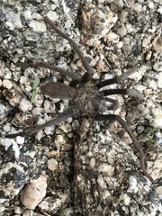 Aphonopelma xwalxwal