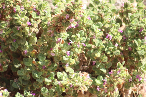 Ballota saxatilis (Ballota saxatilis)