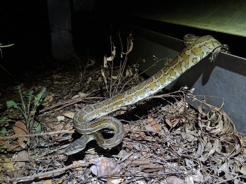 Coastal Carpet Python sighting