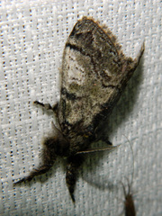 Dasychira vagans
