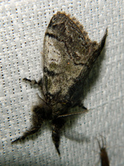 Dasychira vagans